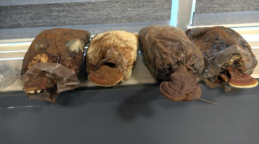 Uzak Doğu'da 2 bin yıldır kullanılan '&ouml;l&uuml;ms&uuml;zl&uuml;k mantarı' D&uuml;zce'de &uuml;retildi