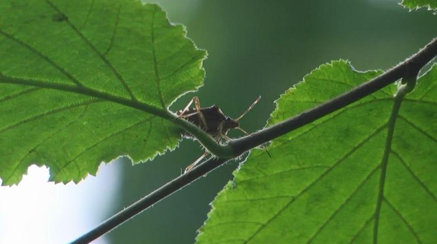 Fındığı tehdit eden 'kahverengi kokarca' b&ouml;ceğini, 'samuray arı' yok edecek