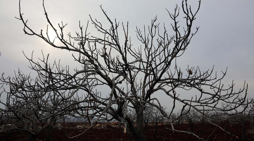 Kuraklık onu da etkiledi: Fıstık fiyatları y&uuml;zde 200 artabilir