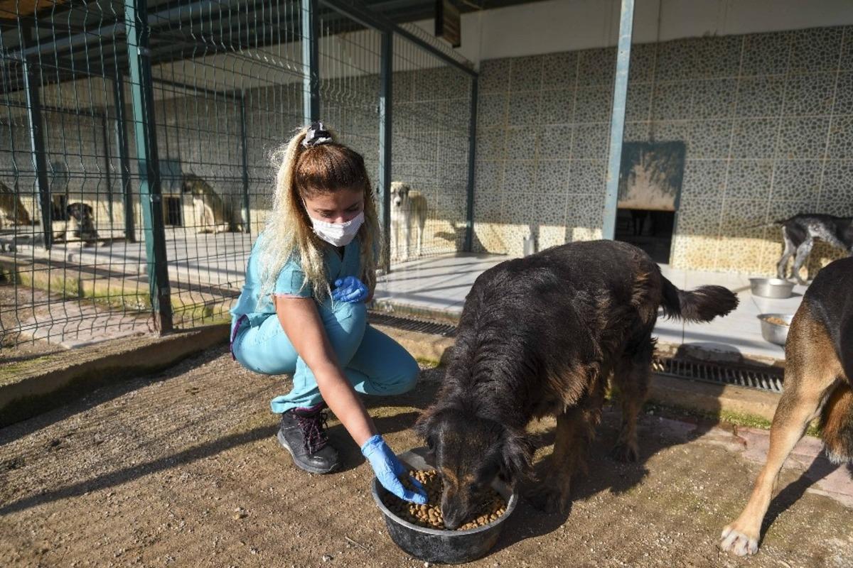 Muratpaşa Belediyesi&rsquo;nden sokak kedileri i&ccedil;in ameliyathane