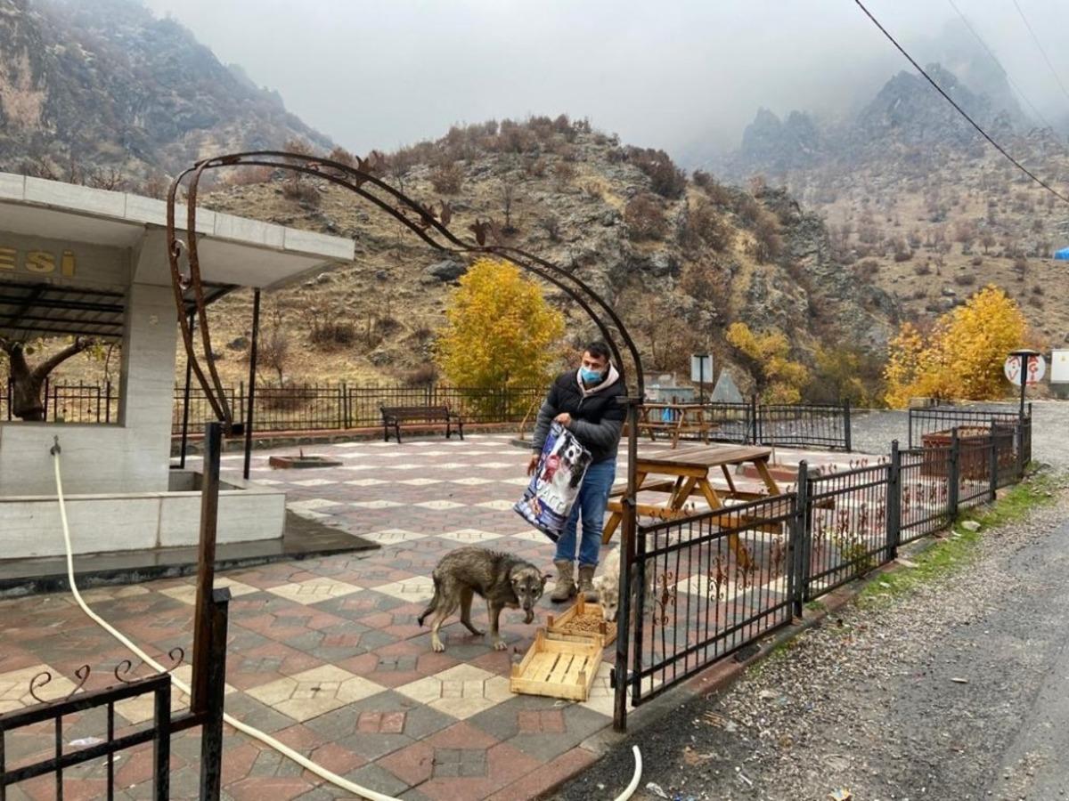 Uludere ve Beyt&uuml;şşebap&rsquo;ta başı boş hayvanlar i&ccedil;in kampanya başlatıldı