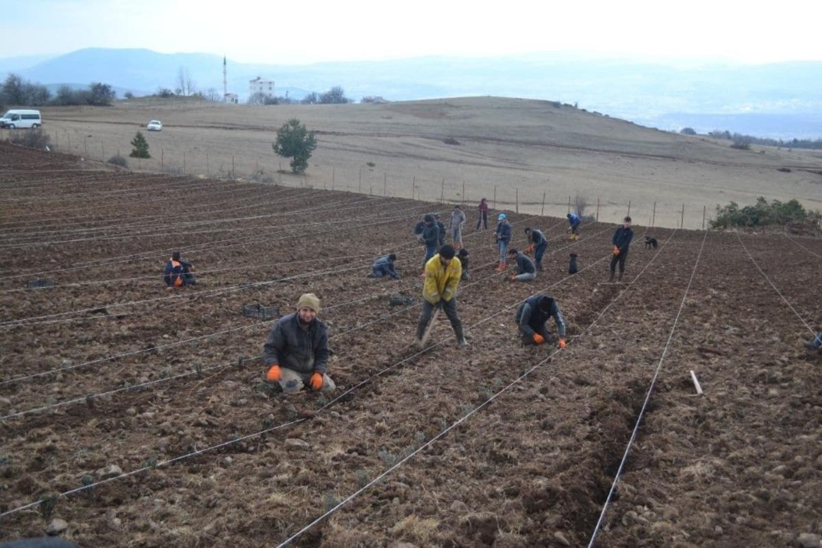 Reşadiye lavanta ile kalkınacak