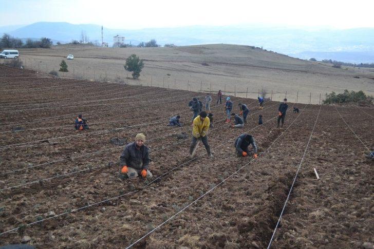 Reşadiye lavanta ile kalkınacak G1