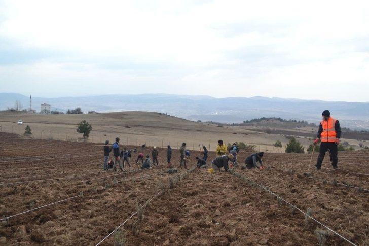 Reşadiye lavanta ile kalkınacak G2