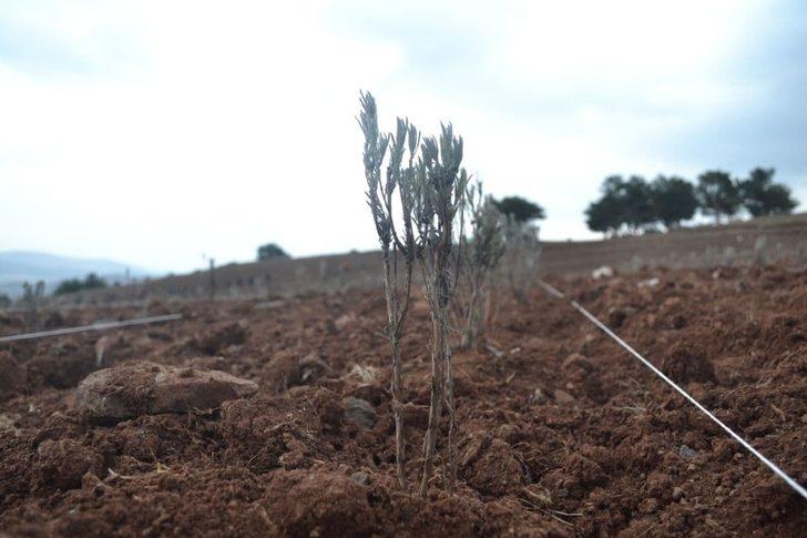 Reşadiye lavanta ile kalkınacak G3