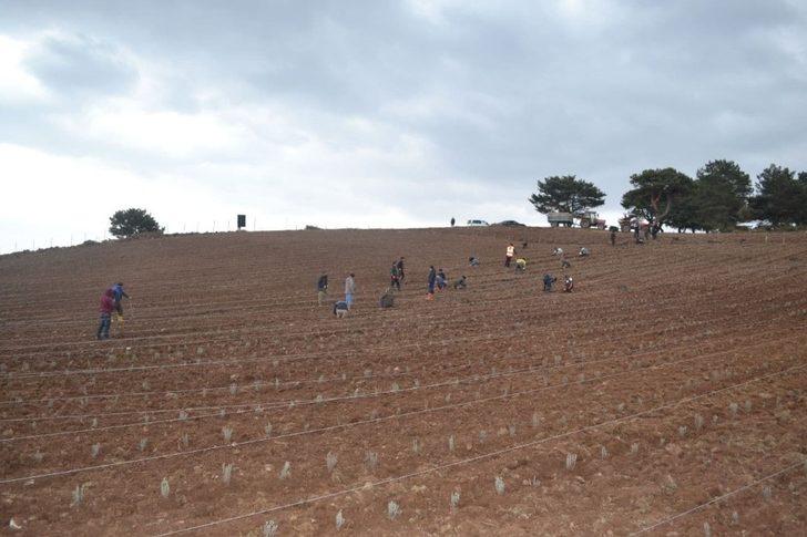 Reşadiye lavanta ile kalkınacak G4