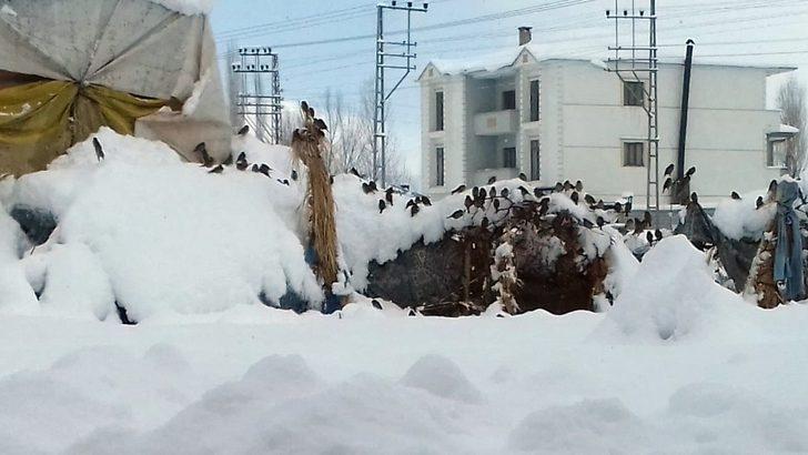 Yüksekovalı genç pet şişelerinden kuş yemlikleri yaptı G5