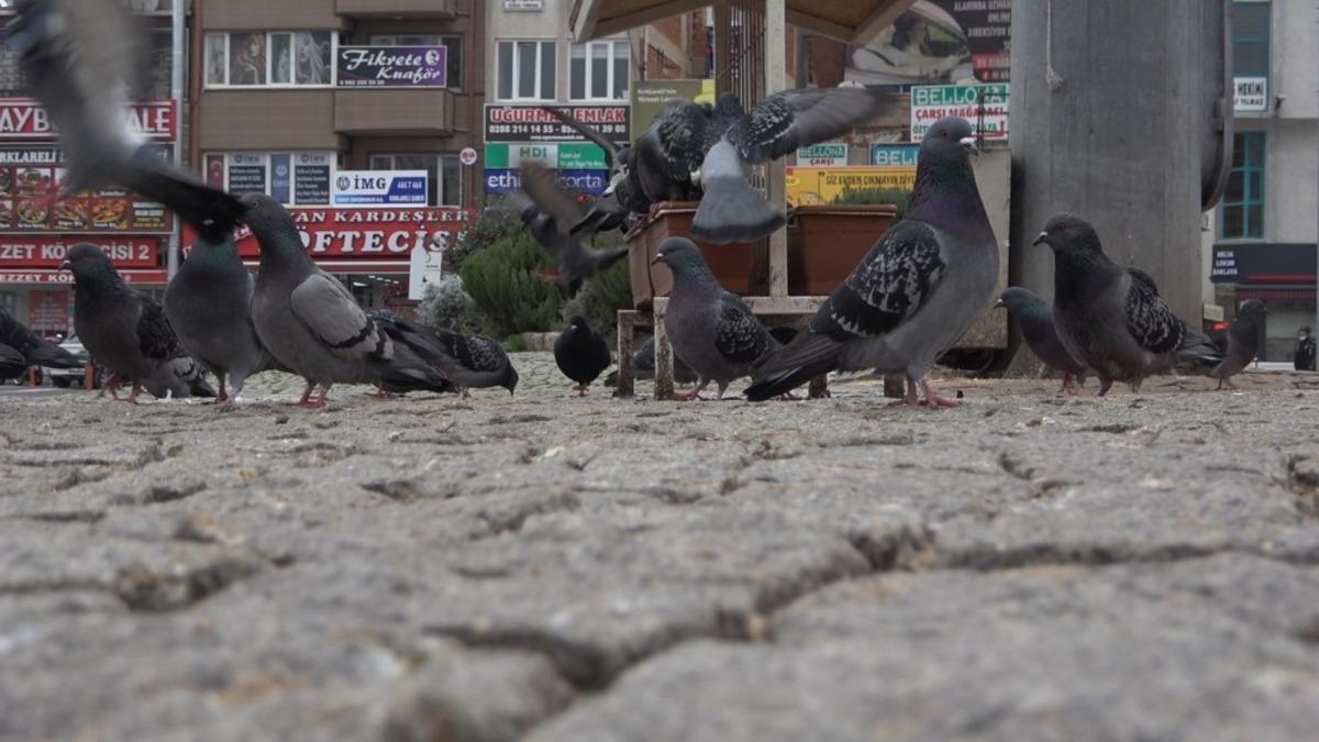 Kısıtlamada sokaklar hayvanlara kaldı