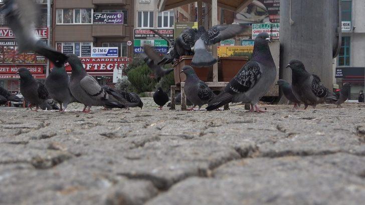 Kısıtlamada sokaklar hayvanlara kaldı G1