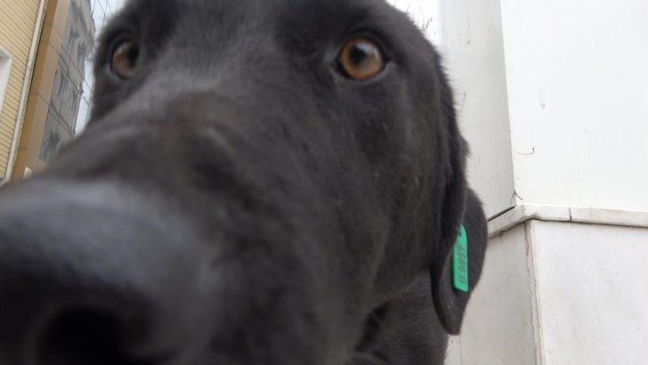 Kısıtlamada sokaklar hayvanlara kaldı G2