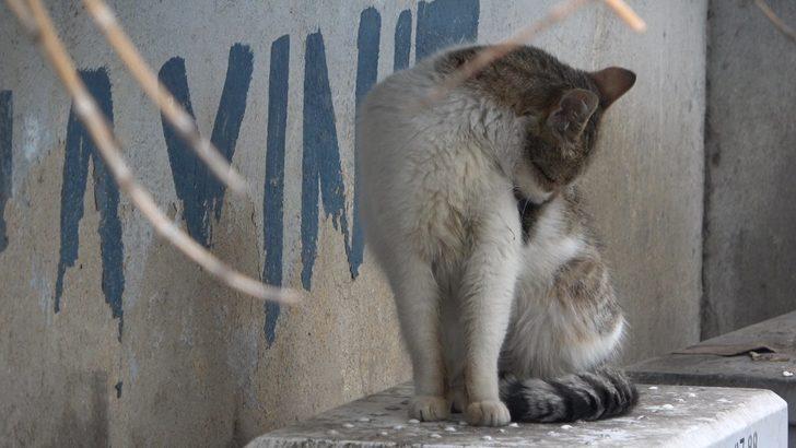 Kısıtlamada sokaklar hayvanlara kaldı G3