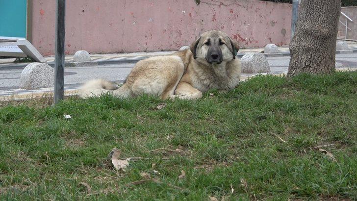 Kısıtlamada sokaklar hayvanlara kaldı G4