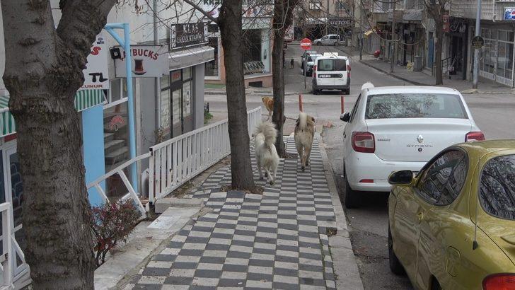 Kısıtlamada sokaklar hayvanlara kaldı G5