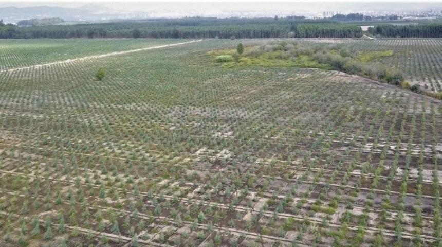 Mersin’de 2020 yılında bin 200 hektar alan ağaçlandırıldı