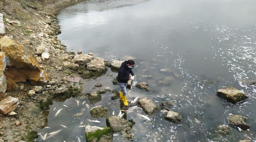 Tarsus'ta korkutan balık &ouml;l&uuml;mleri! İnceleme başlatıldı