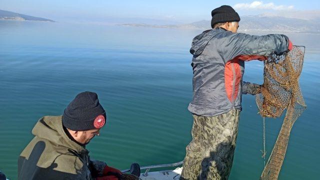 Türkiye’de kerevit üretiminin yüzde 80’i Eğirdir Gölü’nden karşılanıyor