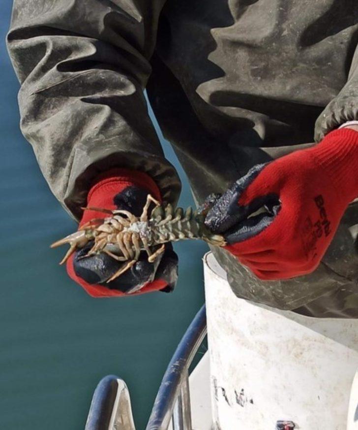 Türkiye’de kerevit üretiminin yüzde 80’i Eğirdir Gölü’nden karşılanıyor G4