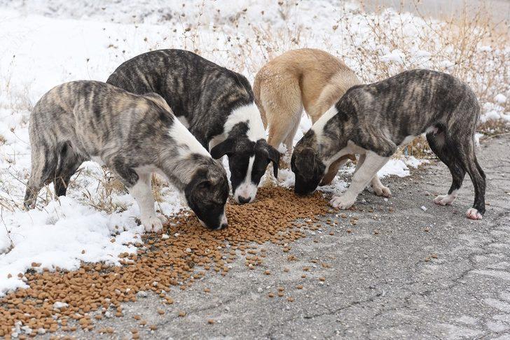 Çorum belediyesi sokak hayvanlarını unutmadı G4