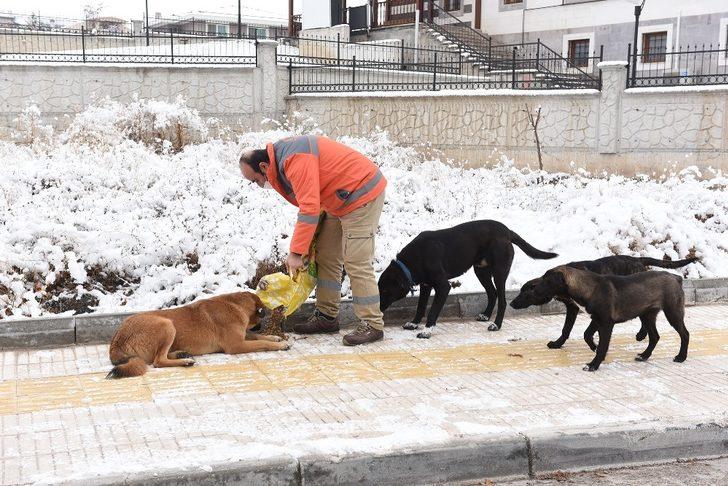 Çorum belediyesi sokak hayvanlarını unutmadı G5