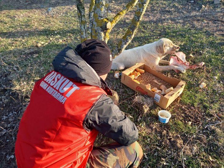 Daskut ekibi sokak hayvanlarını besledi G3