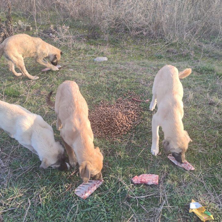 Daskut ekibi sokak hayvanlarını besledi G4