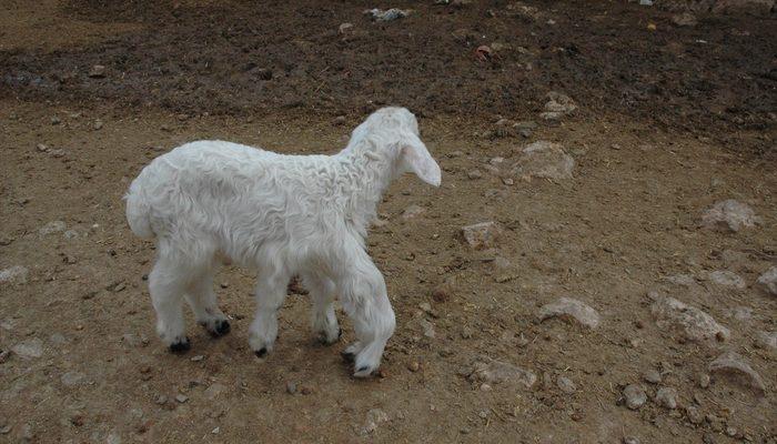 Diyarbakır'da 6 ayaklı doğan kuzu görenleri şaşırttı