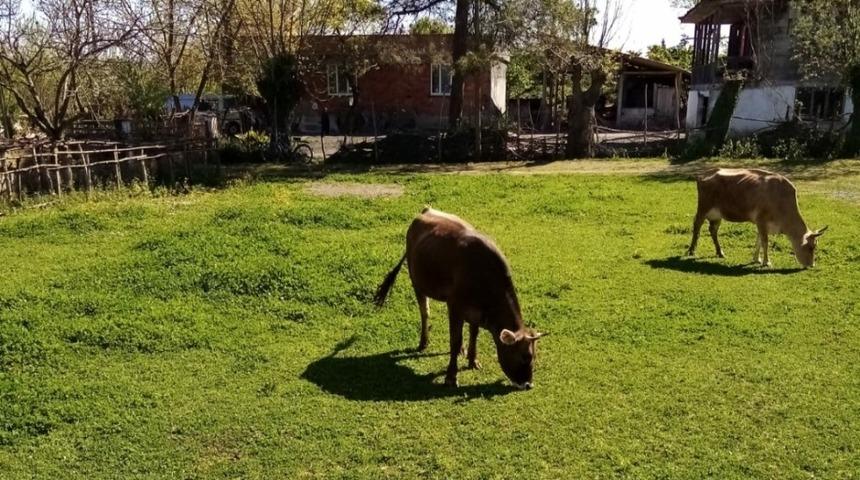 Samsun&rsquo;da hırsızlar merada otlayan inekleri &ccedil;aldı