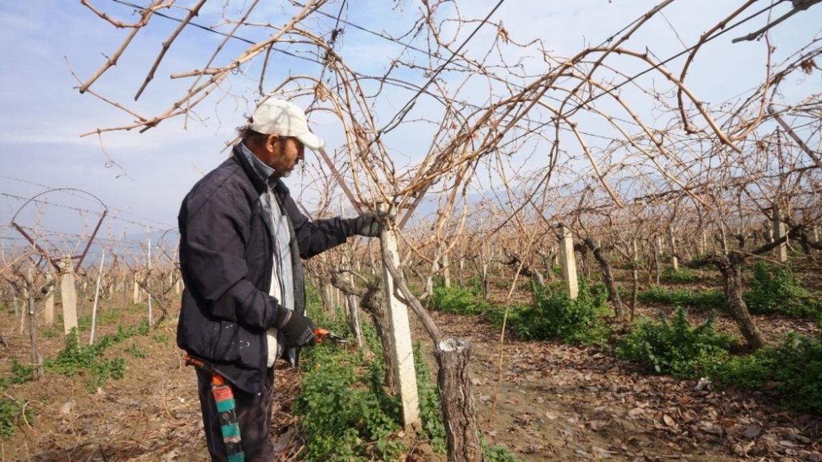 &Uuml;reticilere budama &ouml;nerisi
