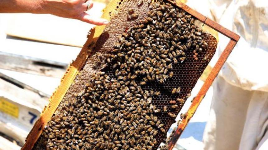 Arılar, koronavir&uuml;s tespitinde kullanılabilir mi? Uzman isimden a&ccedil;ıklama