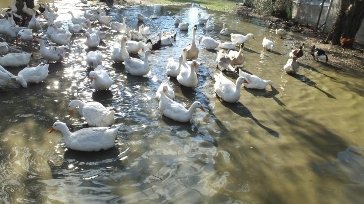Torunlarına organik yumurta yedirmek i&ccedil;in yola &ccedil;ıktılar, &ccedil;iftlik sahibi oldular