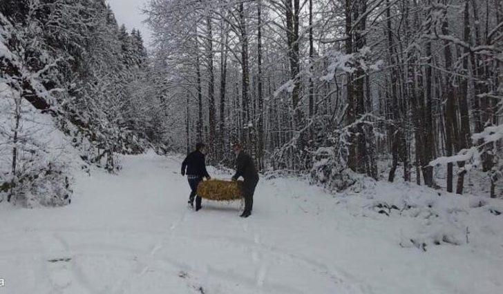 Artvin’de çetin kış şartları nedeniyle yaban hayvanları için doğaya yem bırakıldı G2