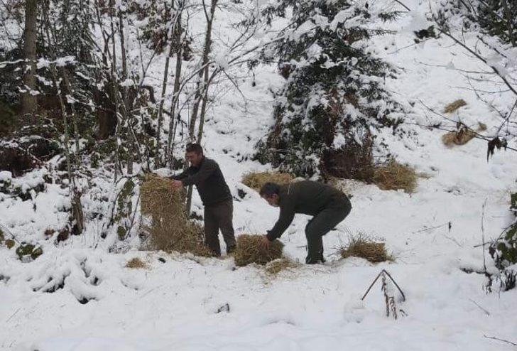 Artvin’de çetin kış şartları nedeniyle yaban hayvanları için doğaya yem bırakıldı G5
