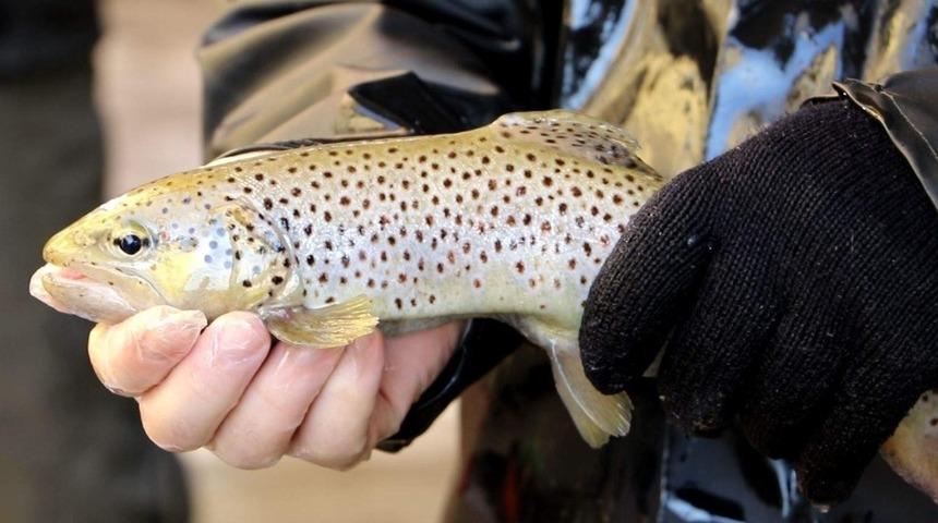 Trabzon&rsquo;da ge&ccedil;en yıl 2 milyon 100 bin adet yavru doğal alabalık &uuml;retildi