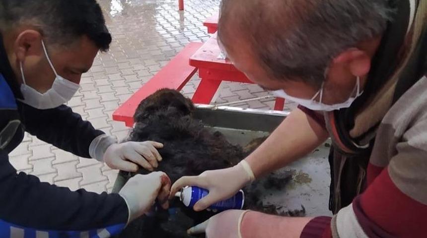 Yaralı köpek tedavi edilerek koruma altına alındı