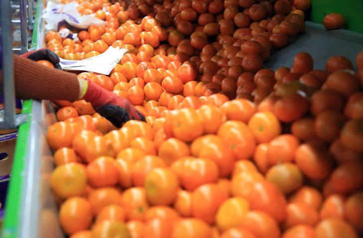 Narenciye ihracatını 2020'de mandalina sırtladı G2