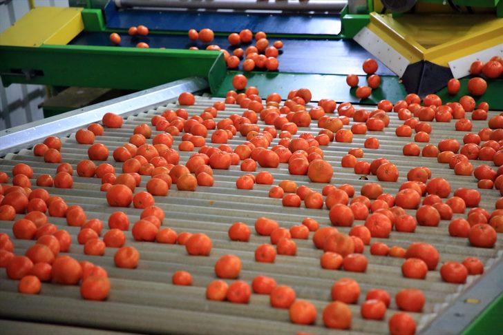 Narenciye ihracatını 2020'de mandalina sırtladı G5