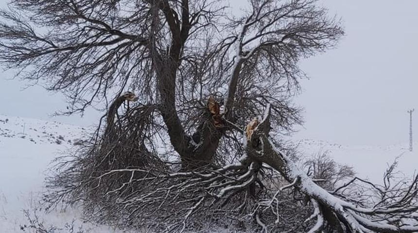 Yaklaşık 3 asırlıktı, ikiye b&ouml;l&uuml;nd&uuml;