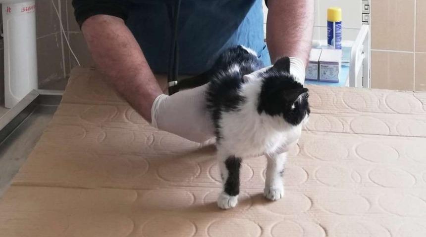 6 katlı binadan d&uuml;şen yavru kedi hayata tutundu