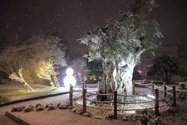 İzmit’in 600 yıllık zeytin ağacından kar manzarası