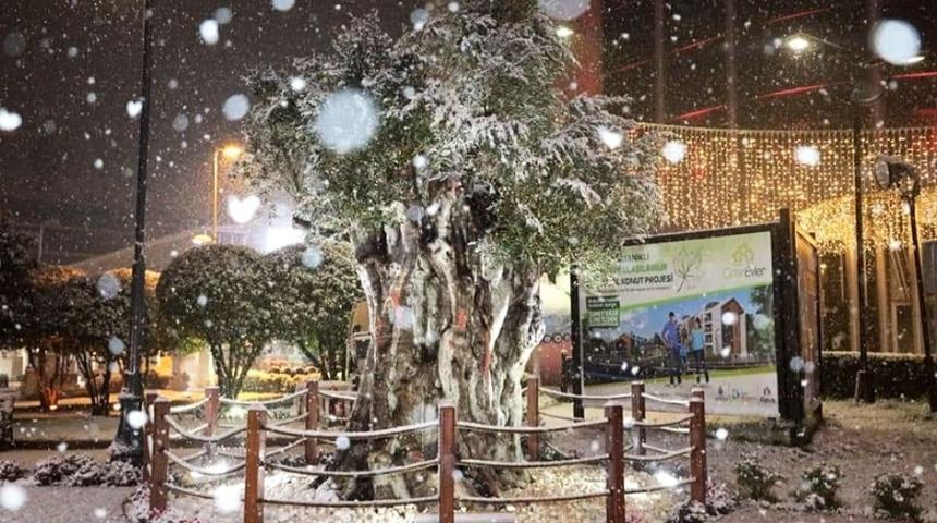 İzmit&rsquo;in 600 yıllık zeytin ağacından kar manzarası