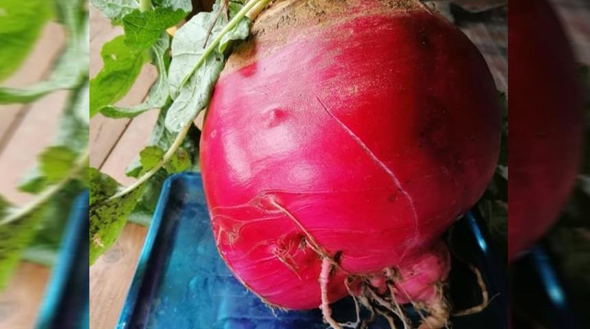 Adana'da 6,5 kiloluk turp g&ouml;renleri şaşırttı