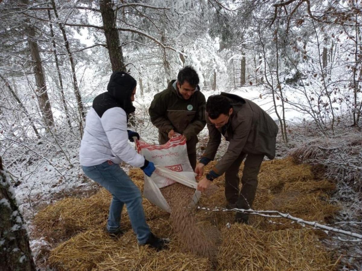 Bolu&rsquo;da yaban hayvanları i&ccedil;in ormanlara yem bırakıldı