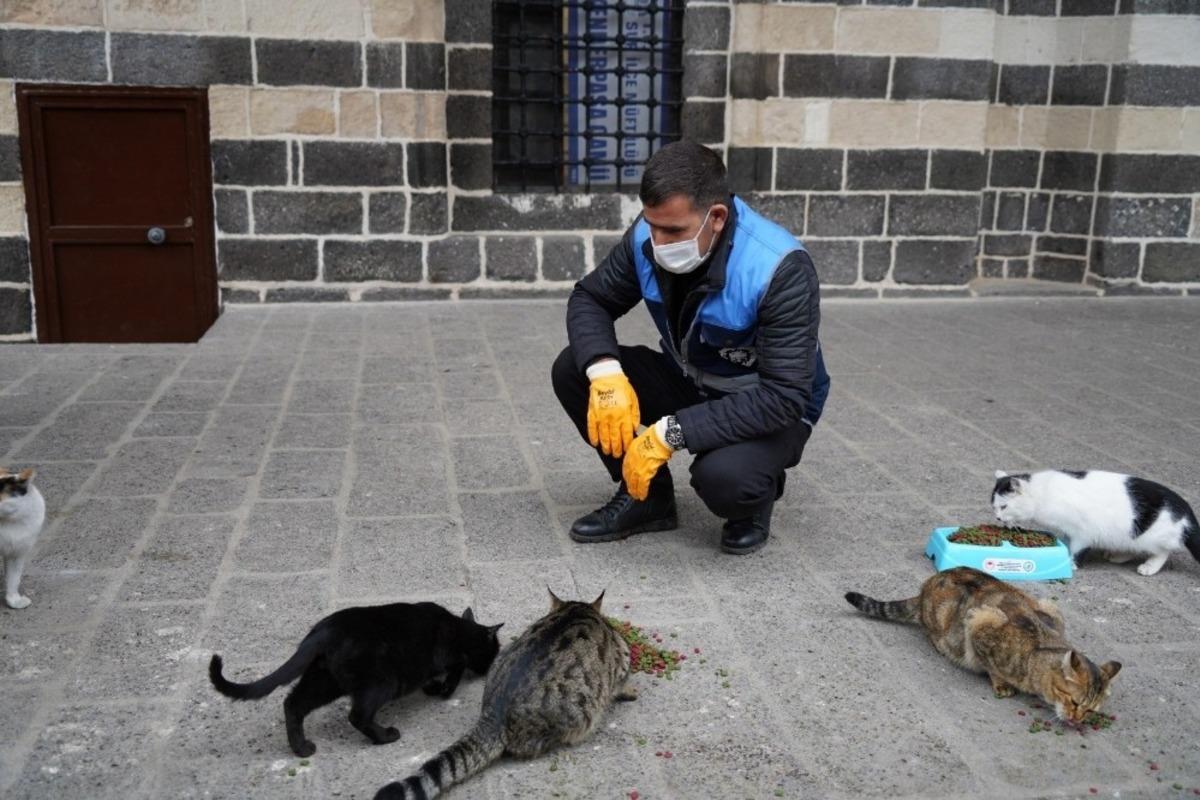 Diyarbakır&rsquo;da sokak hayvanları i&ccedil;in belirli noktalara mama bırakıldı