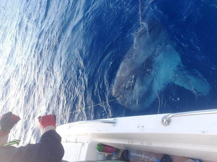 Oltaya takılan dev balık balıkçıları şaşırttı G1