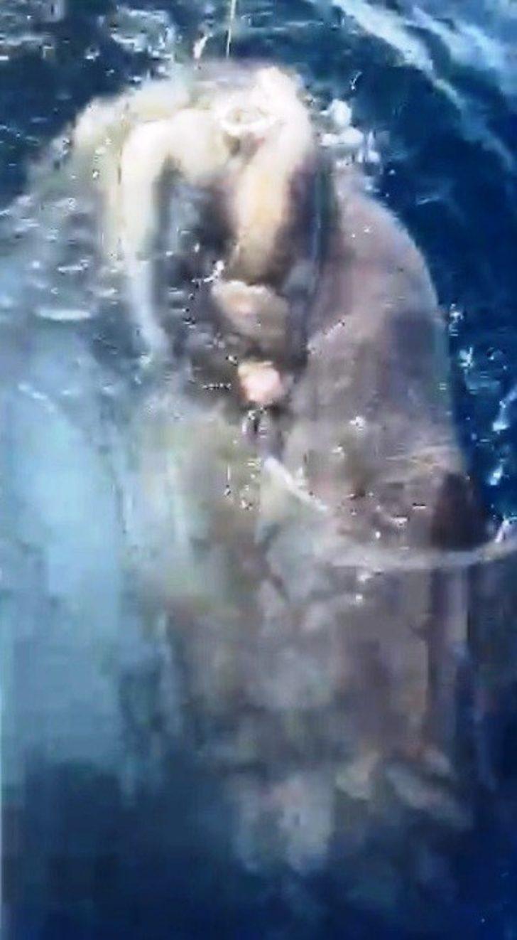 Oltaya takılan dev balık balıkçıları şaşırttı G4