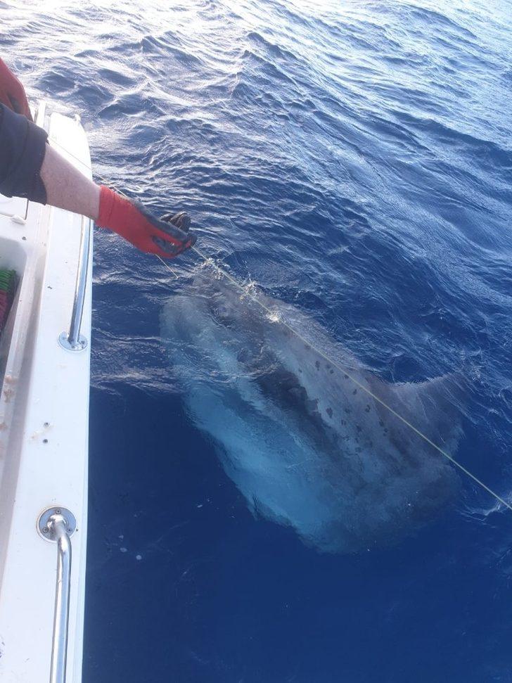 Oltaya takılan dev balık balıkçıları şaşırttı G5