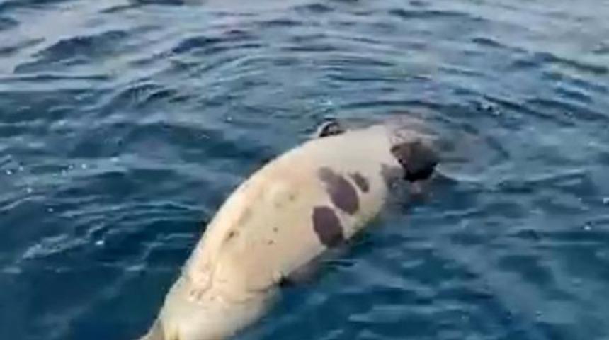 2 yılı aşkın süredir izleniyordu! Ölü halde bulundu