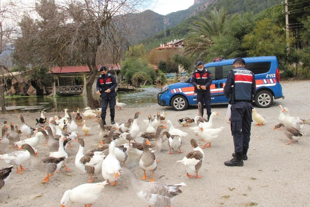 Azmak&rsquo;taki &ouml;rdekleri Jandarma besledi