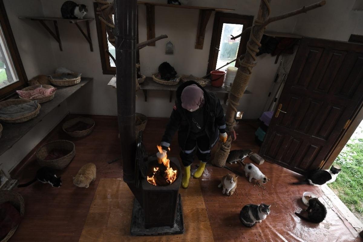 Bursa&rsquo;da havalar soğudu, kediler villalarına &ccedil;ekildi