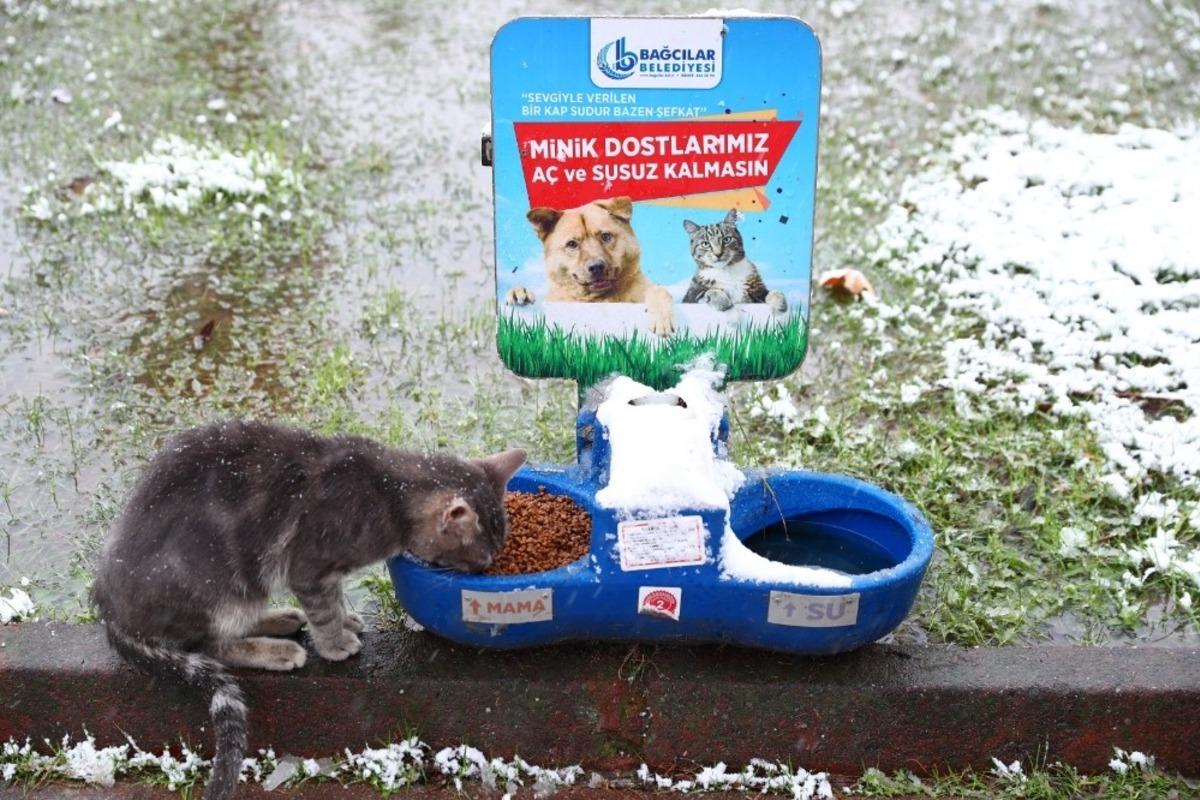 Bağcılar Belediyesi sokak hayvanları i&ccedil;in seferber oldu